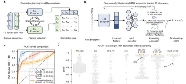 CRAFTS模型性能评估与RNA家族结构特征分析